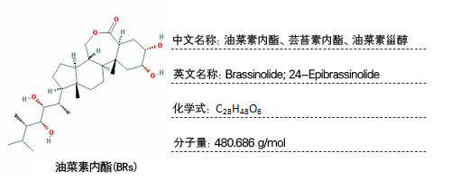 芸苔素内酯球盟会官网入口