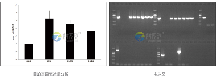 荧光定量pcr.jpg