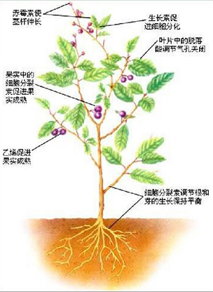 植物激素球盟会官网入口