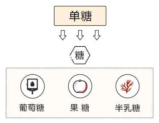 单糖球盟会官网入口