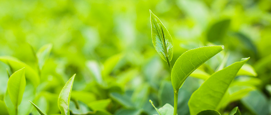 植物球盟会官网入口